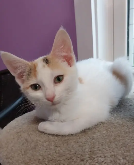 Bonnie * IN FOSTER *