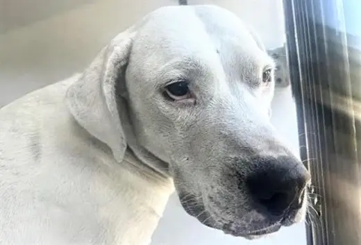 PUP F
