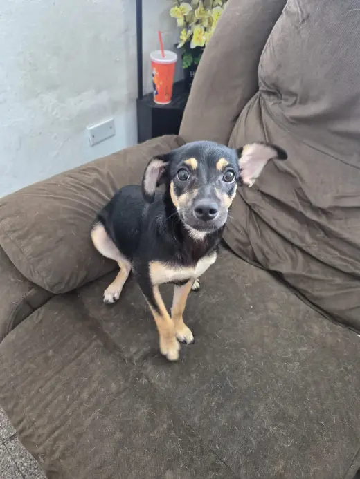 Pita