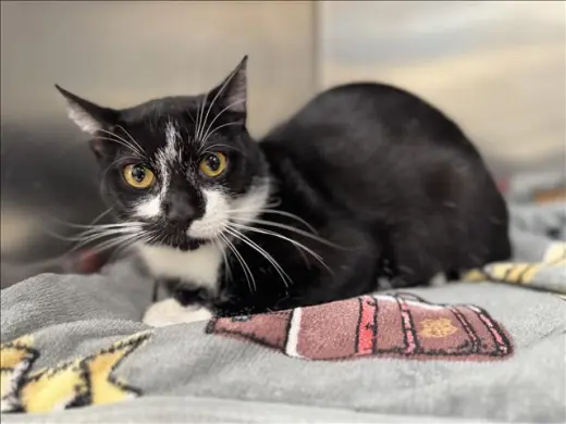 GUSTAVO