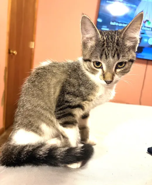 KITTEN BEAUTIFUL BONNIE