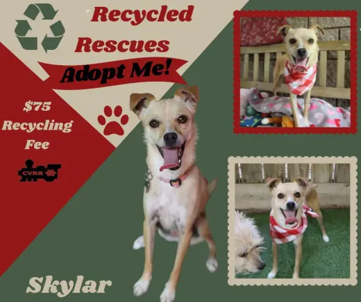 Skylar(Recycle)