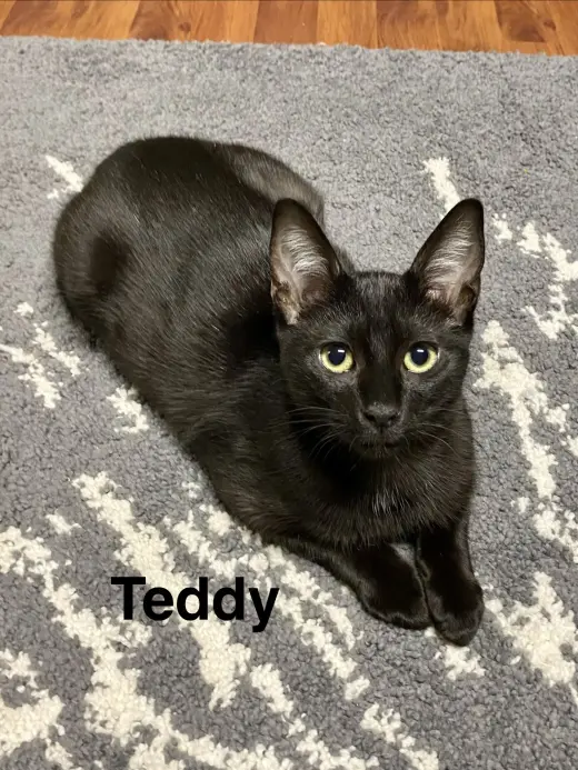 Teddy, Willow Grove Area, (FCID 08/26/2026-112)