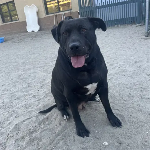 OTIS