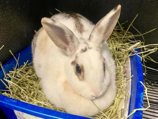 THUMPER