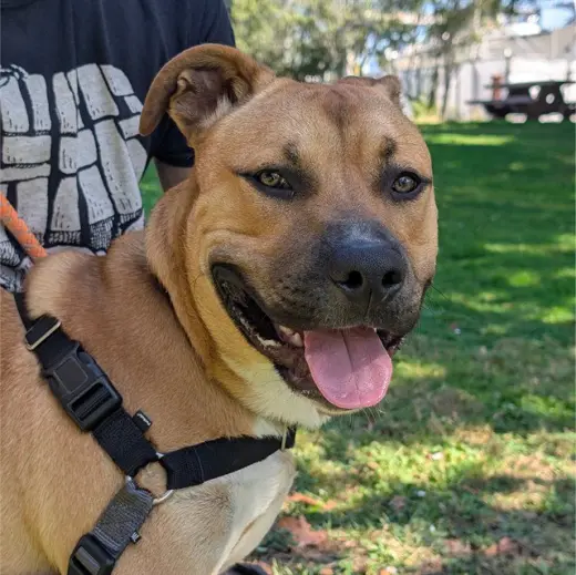 DUKE