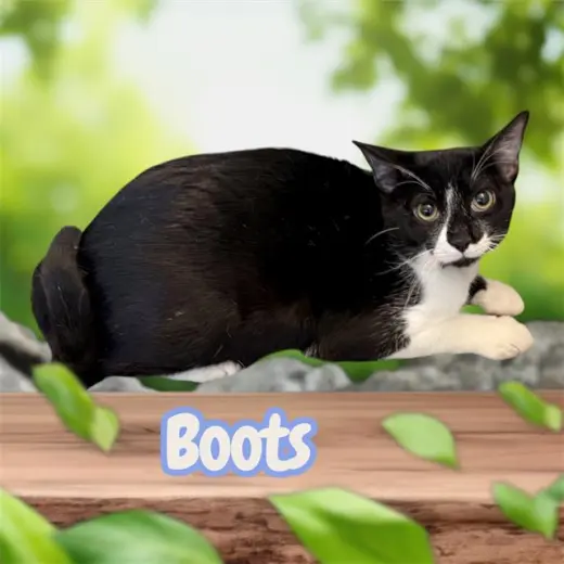 *BOOTS