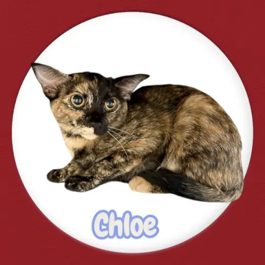 *CHLOE