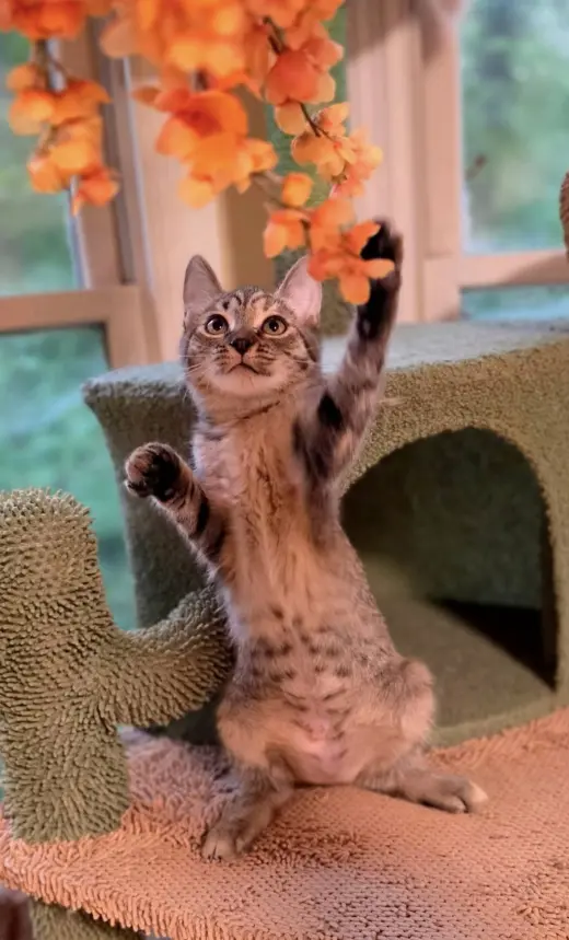 Triscuit