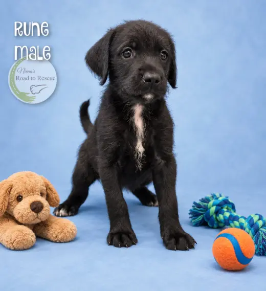 Rune