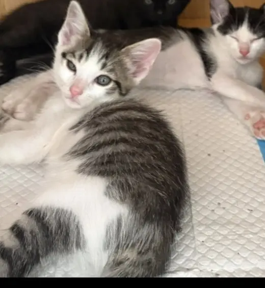 kitten 4