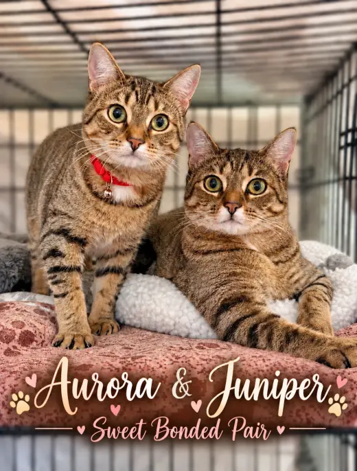 Aurora & Juniper (FCID# 12/16/2025 - 138)