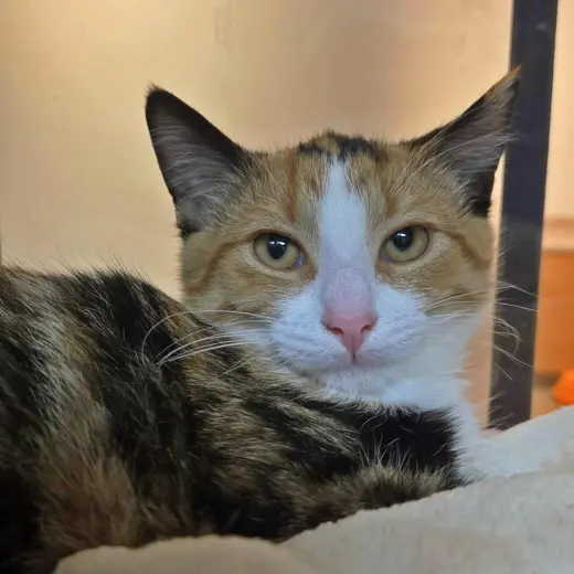 Calico Critter