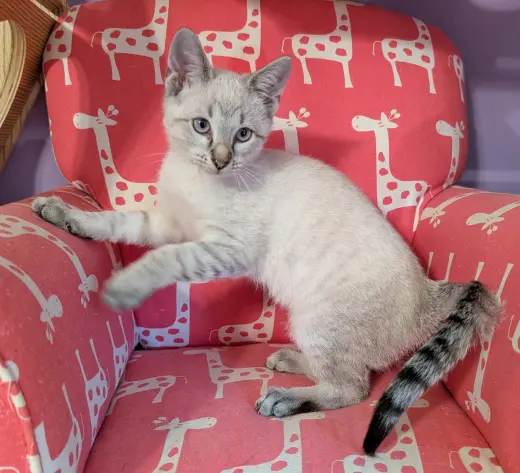 KITTEN EDWARD