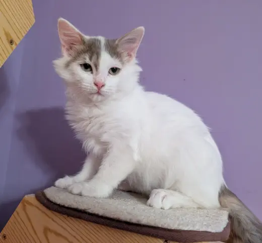 KITTEN ALPHONSE