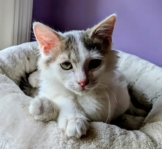 KITTEN ALPHONSE