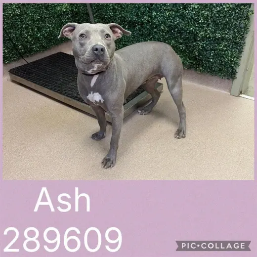 ASH