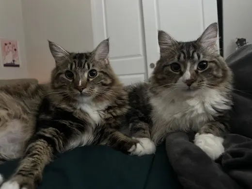 Tota & Amba