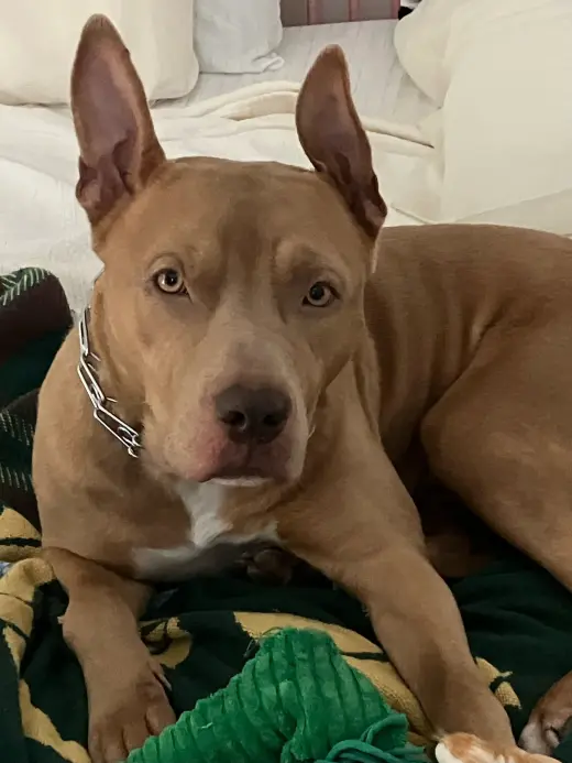Coda