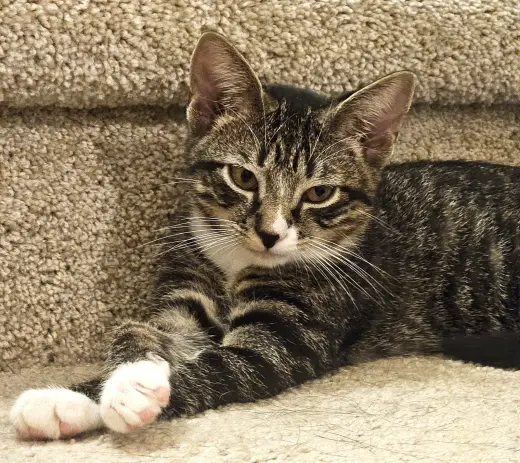 KITTEN MALI