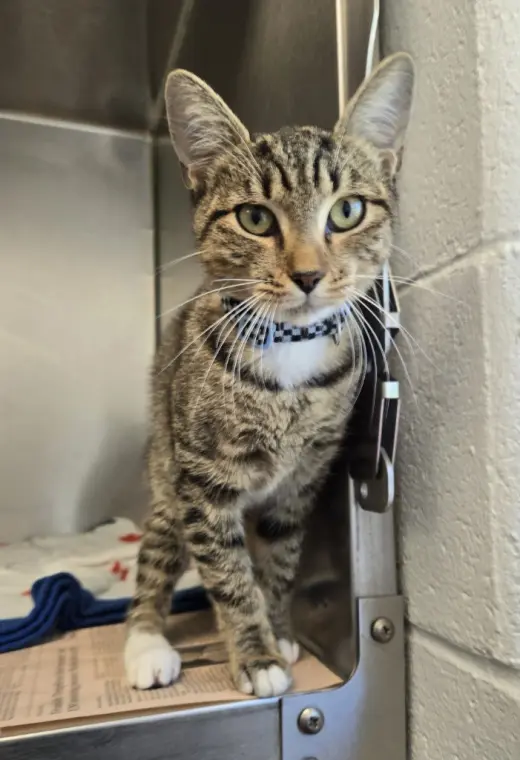 CA 115 Purrlock Holmes