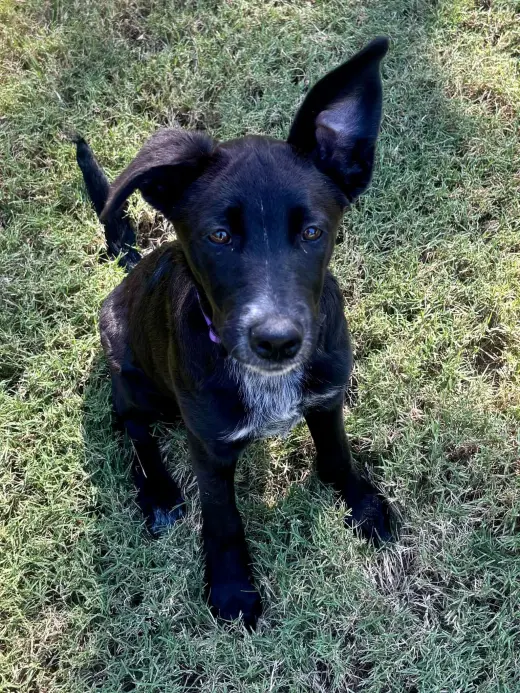 Lulu