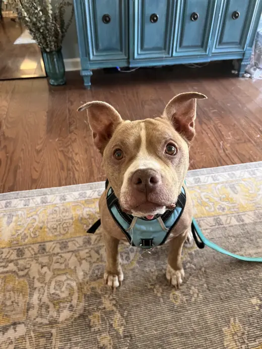 Roxie