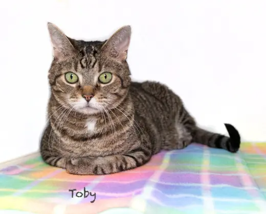 Toby