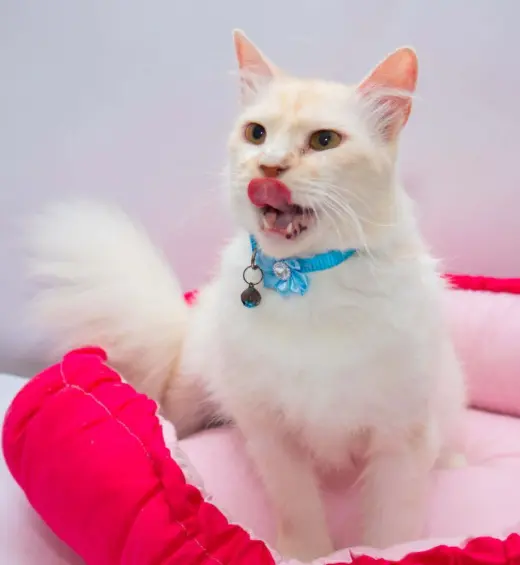 leo