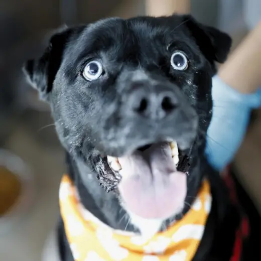 LULU