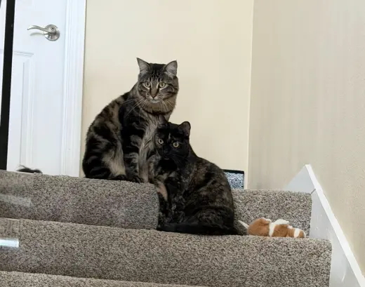 Spooky & Spider (Courtesy Post)