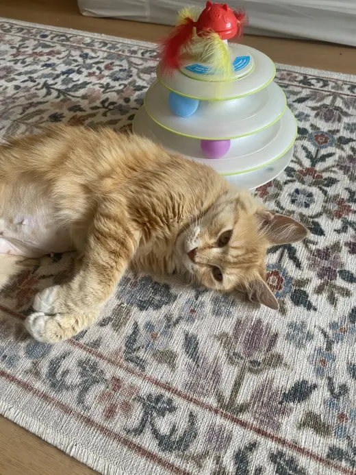 Bootsie (Courtesy Post)