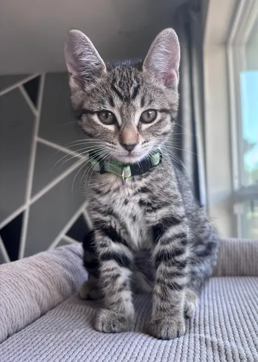 mocha