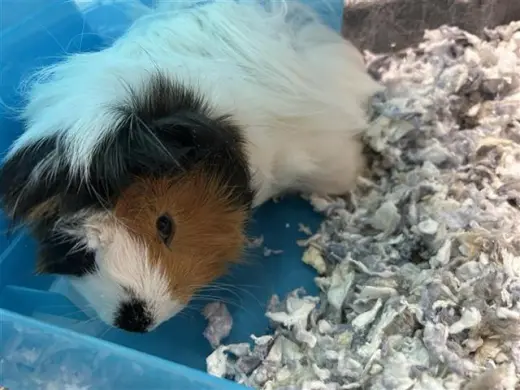 PEANUT