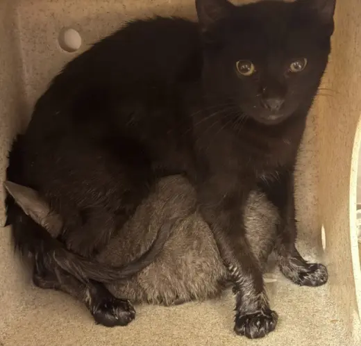 TNR