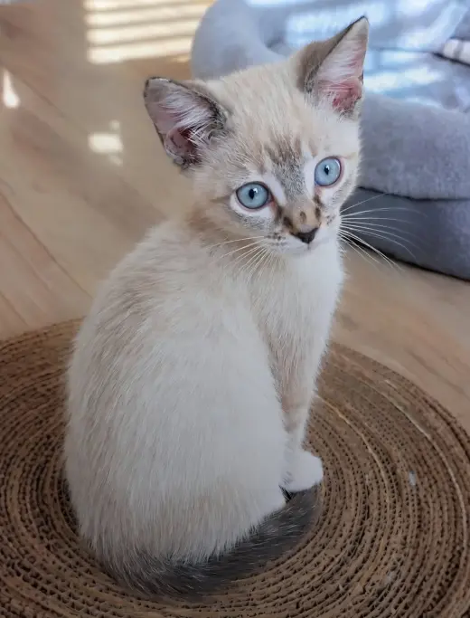 Eloise