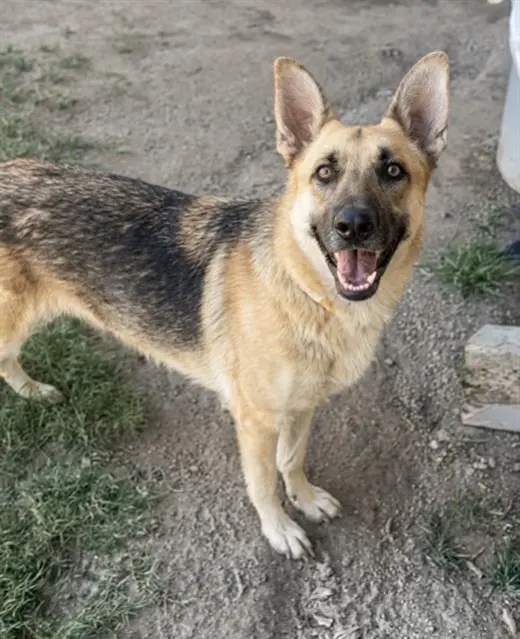 GIGI