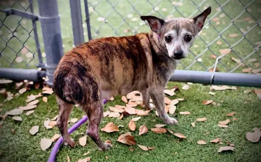TIGER LILY