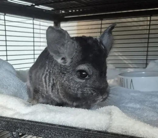 CHICHI