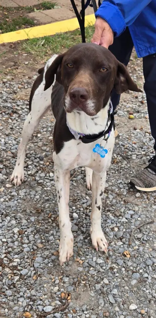 Rusty: At shelter available 10/4