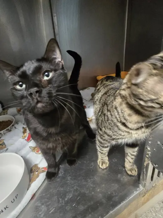 Odin & Loki (*bonded pair)