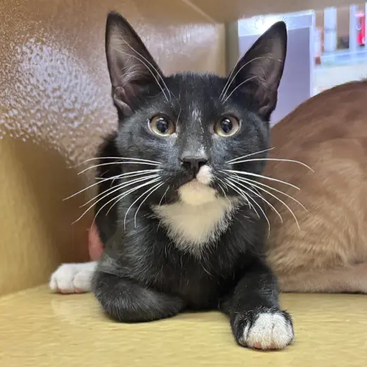 Figaro