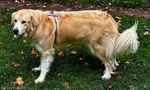 ODIN