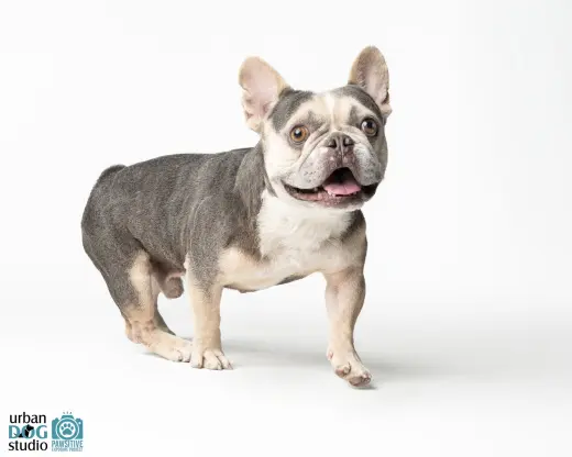 Frankie - M