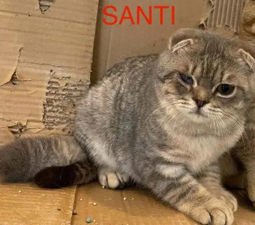Santi
