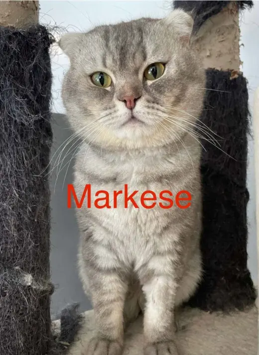 Markese