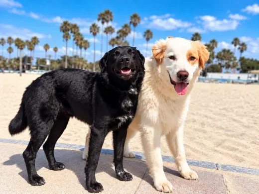 Osito and Cloud (Courtesy Post)