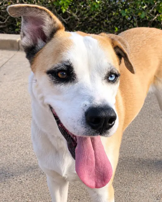 Cody (Courtesy Post) Adopt Me!