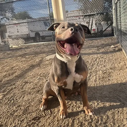MAYA
