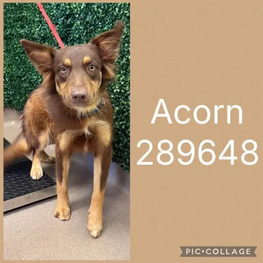 ACORN
